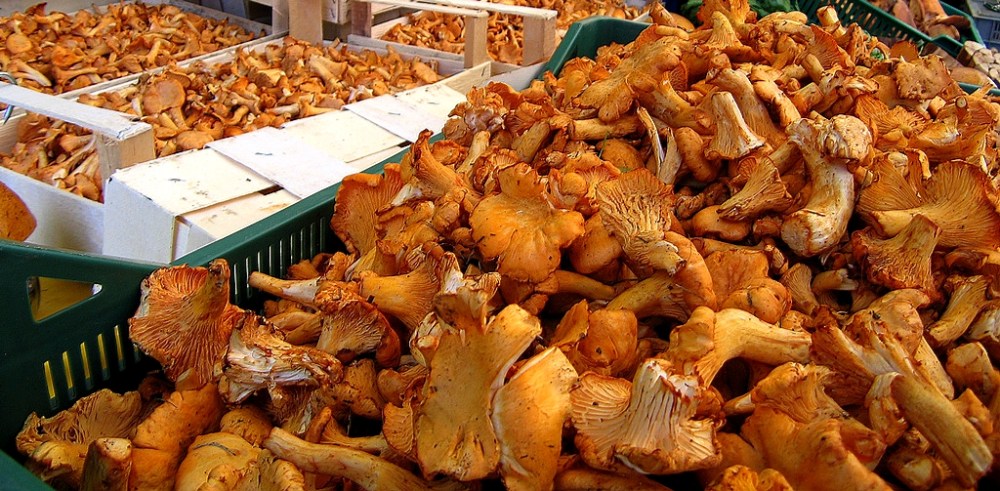 foto za: https://c1.staticflickr.com/3/2496/3893189796_353dc4e49c_b.jpg